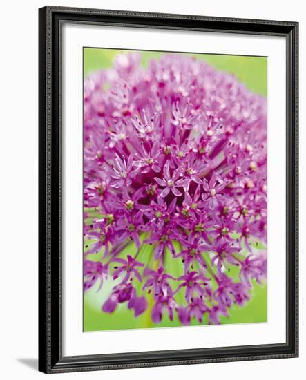 Flowerburst I-Ella Lancaster-Framed Giclee Print