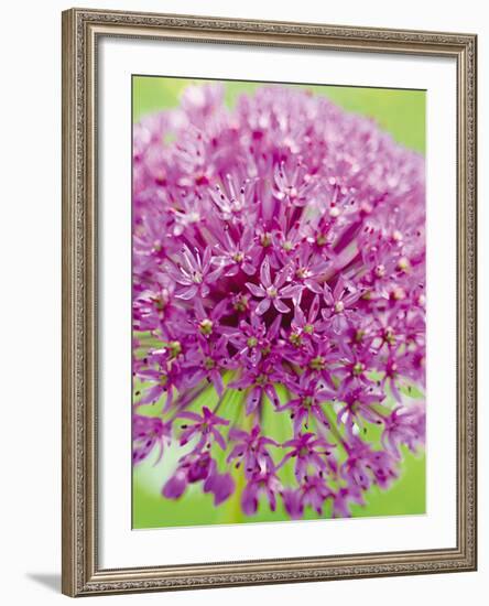 Flowerburst I-Ella Lancaster-Framed Giclee Print