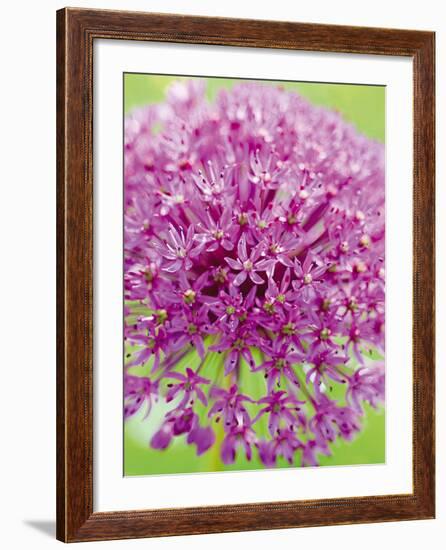 Flowerburst I-Ella Lancaster-Framed Giclee Print