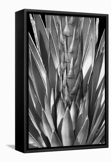 Flowering Agave BW-Douglas Taylor-Framed Premier Image Canvas