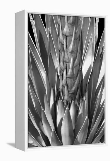 Flowering Agave BW-Douglas Taylor-Framed Premier Image Canvas