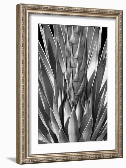 Flowering Agave BW-Douglas Taylor-Framed Photographic Print
