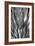 Flowering Agave BW-Douglas Taylor-Framed Photographic Print