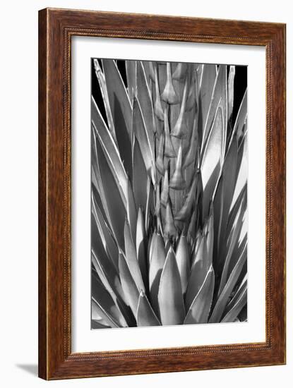 Flowering Agave BW-Douglas Taylor-Framed Photographic Print