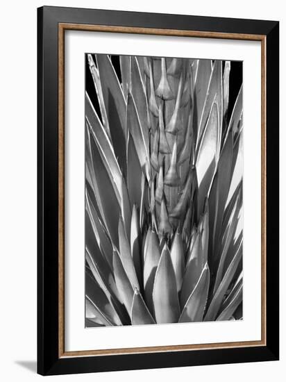 Flowering Agave BW-Douglas Taylor-Framed Photographic Print