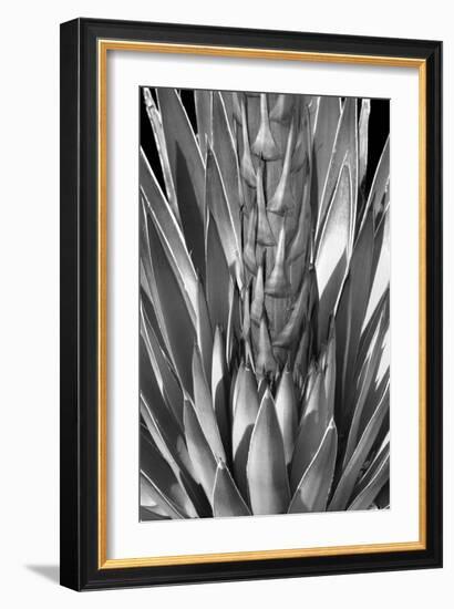 Flowering Agave BW-Douglas Taylor-Framed Photographic Print