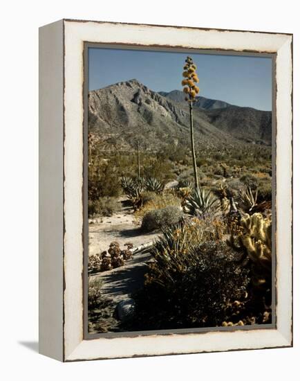 Flowering Agave Plant Sprouting During the Spring in the Sonoran Desert-Andreas Feininger-Framed Premier Image Canvas