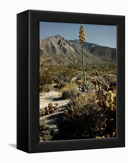 Flowering Agave Plant Sprouting During the Spring in the Sonoran Desert-Andreas Feininger-Framed Premier Image Canvas