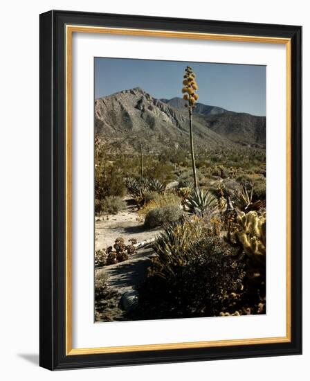 Flowering Agave Plant Sprouting During the Spring in the Sonoran Desert-Andreas Feininger-Framed Premium Photographic Print