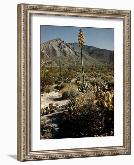 Flowering Agave Plant Sprouting During the Spring in the Sonoran Desert-Andreas Feininger-Framed Photographic Print