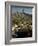 Flowering Agave Plant Sprouting During the Spring in the Sonoran Desert-Andreas Feininger-Framed Photographic Print