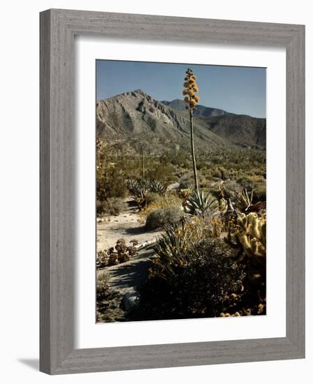 Flowering Agave Plant Sprouting During the Spring in the Sonoran Desert-Andreas Feininger-Framed Photographic Print
