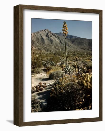 Flowering Agave Plant Sprouting During the Spring in the Sonoran Desert-Andreas Feininger-Framed Photographic Print