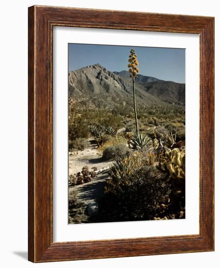 Flowering Agave Plant Sprouting During the Spring in the Sonoran Desert-Andreas Feininger-Framed Photographic Print