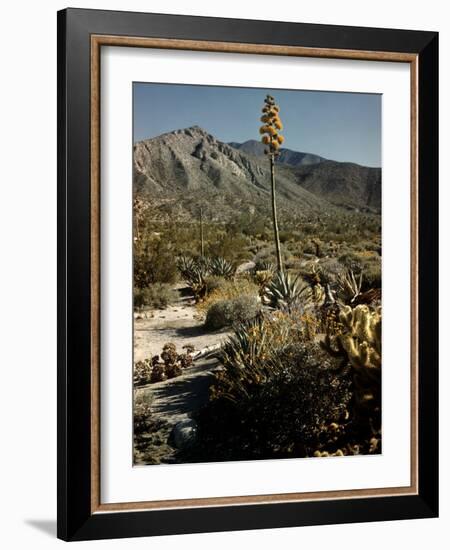 Flowering Agave Plant Sprouting During the Spring in the Sonoran Desert-Andreas Feininger-Framed Photographic Print