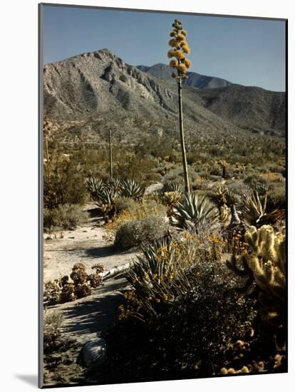 Flowering Agave Plant Sprouting During the Spring in the Sonoran Desert-Andreas Feininger-Mounted Photographic Print