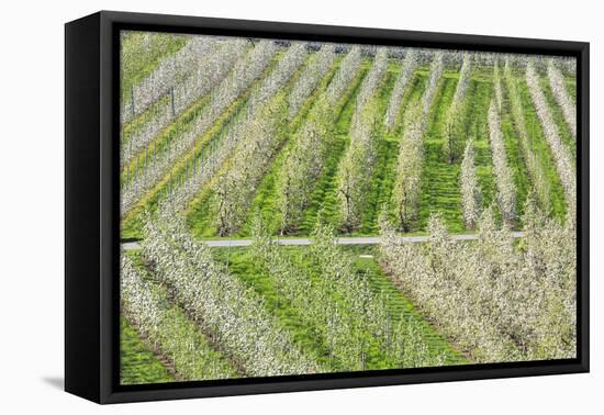 Flowering Apple Orchards, Villa of Tirano, Province of Sondrio, Valtellina, Lombardy, Italy, Europe-Roberto Moiola-Framed Premier Image Canvas