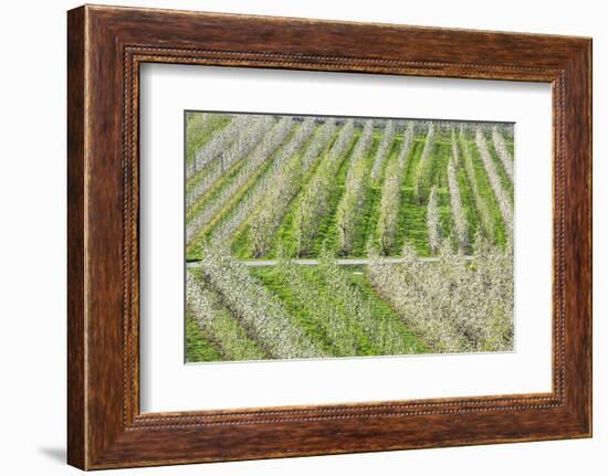 Flowering Apple Orchards, Villa of Tirano, Province of Sondrio, Valtellina, Lombardy, Italy, Europe-Roberto Moiola-Framed Photographic Print