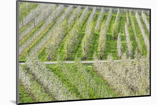 Flowering Apple Orchards, Villa of Tirano, Province of Sondrio, Valtellina, Lombardy, Italy, Europe-Roberto Moiola-Mounted Photographic Print