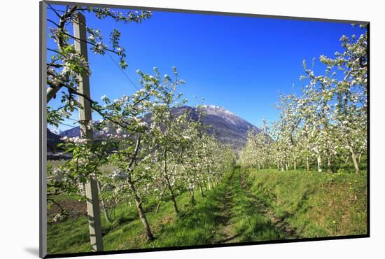 Flowering Apple Orchards, Villa of Tirano, Province of Sondrio, Valtellina, Lombardy, Italy, Europe-Roberto Moiola-Mounted Photographic Print