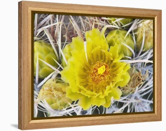 Flowering Barrel Cactus, Anza-Borrego Desert State Park, California, Usa-Jamie & Judy Wild-Framed Premier Image Canvas