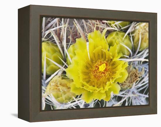 Flowering Barrel Cactus, Anza-Borrego Desert State Park, California, Usa-Jamie & Judy Wild-Framed Premier Image Canvas