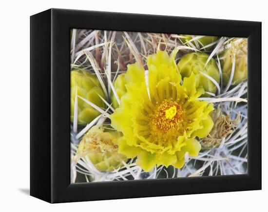 Flowering Barrel Cactus, Anza-Borrego Desert State Park, California, Usa-Jamie & Judy Wild-Framed Premier Image Canvas