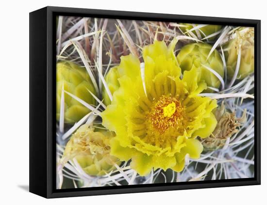 Flowering Barrel Cactus, Anza-Borrego Desert State Park, California, Usa-Jamie & Judy Wild-Framed Premier Image Canvas