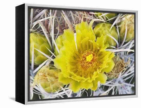 Flowering Barrel Cactus, Anza-Borrego Desert State Park, California, Usa-Jamie & Judy Wild-Framed Premier Image Canvas