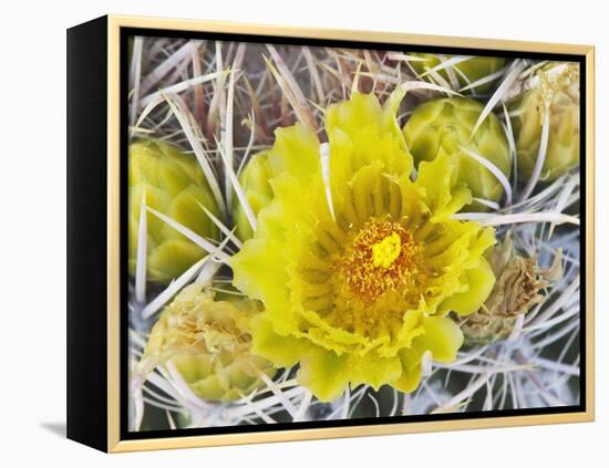Flowering Barrel Cactus, Anza-Borrego Desert State Park, California, Usa-Jamie & Judy Wild-Framed Premier Image Canvas