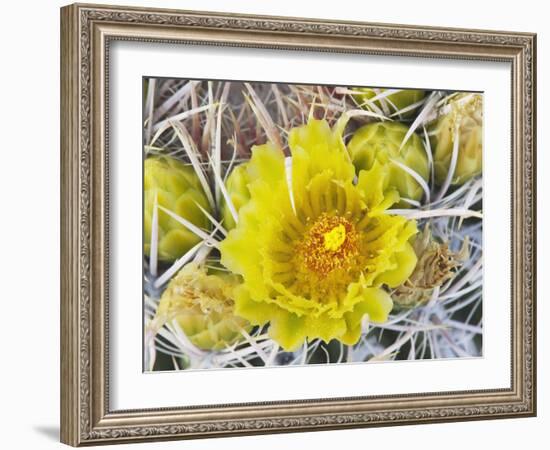 Flowering Barrel Cactus, Anza-Borrego Desert State Park, California, Usa-Jamie & Judy Wild-Framed Photographic Print