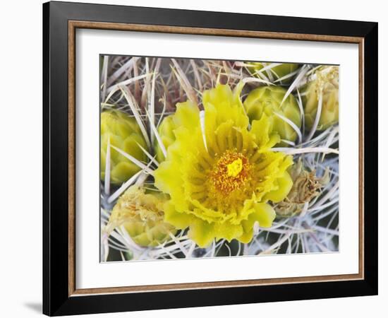 Flowering Barrel Cactus, Anza-Borrego Desert State Park, California, Usa-Jamie & Judy Wild-Framed Photographic Print