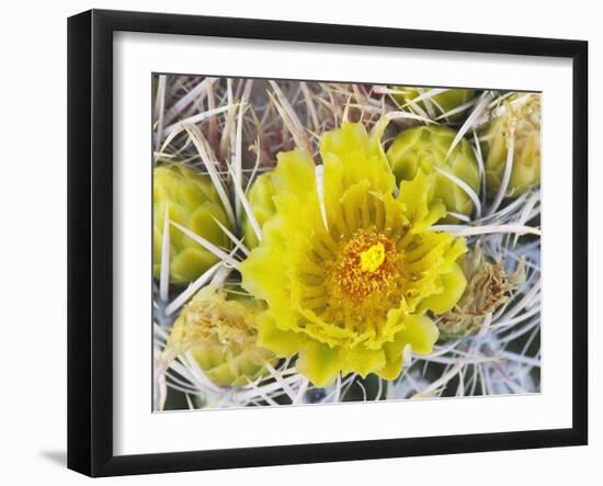 Flowering Barrel Cactus, Anza-Borrego Desert State Park, California, Usa-Jamie & Judy Wild-Framed Photographic Print