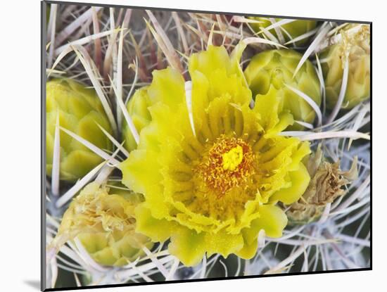 Flowering Barrel Cactus, Anza-Borrego Desert State Park, California, Usa-Jamie & Judy Wild-Mounted Photographic Print