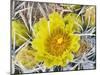 Flowering Barrel Cactus, Anza-Borrego Desert State Park, California, Usa-Jamie & Judy Wild-Mounted Photographic Print