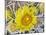 Flowering Barrel Cactus, Anza-Borrego Desert State Park, California, Usa-Jamie & Judy Wild-Mounted Photographic Print