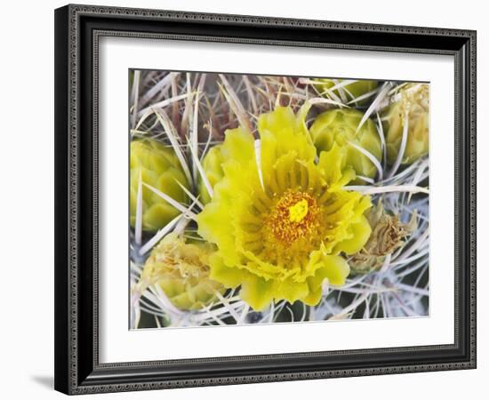 Flowering Barrel Cactus, Anza-Borrego Desert State Park, California, Usa-Jamie & Judy Wild-Framed Photographic Print