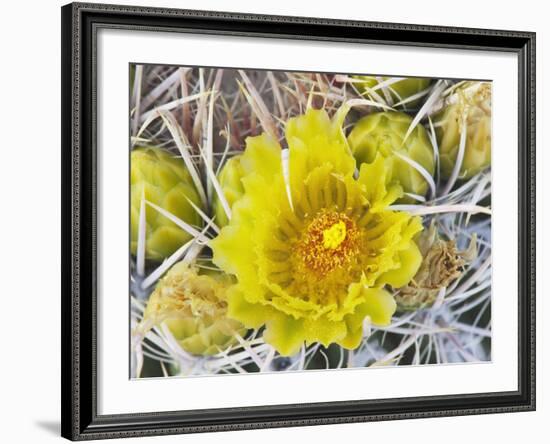 Flowering Barrel Cactus, Anza-Borrego Desert State Park, California, Usa-Jamie & Judy Wild-Framed Photographic Print