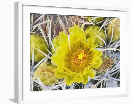 Flowering Barrel Cactus, Anza-Borrego Desert State Park, California, Usa-Jamie & Judy Wild-Framed Photographic Print