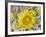 Flowering Barrel Cactus, Anza-Borrego Desert State Park, California, Usa-Jamie & Judy Wild-Framed Photographic Print