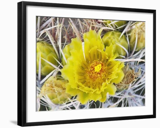 Flowering Barrel Cactus, Anza-Borrego Desert State Park, California, Usa-Jamie & Judy Wild-Framed Photographic Print