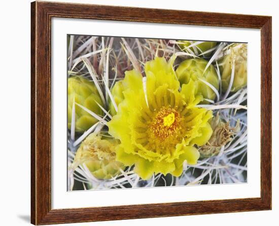 Flowering Barrel Cactus, Anza-Borrego Desert State Park, California, Usa-Jamie & Judy Wild-Framed Photographic Print