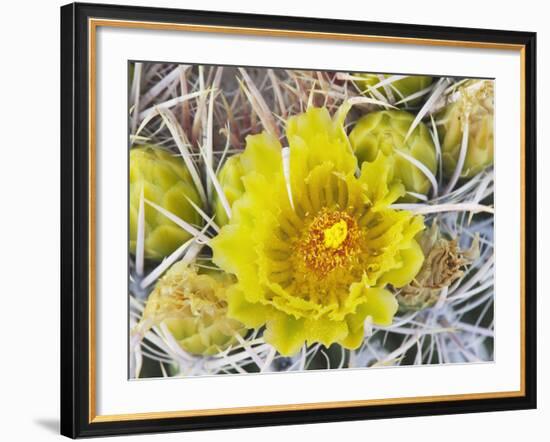 Flowering Barrel Cactus, Anza-Borrego Desert State Park, California, Usa-Jamie & Judy Wild-Framed Photographic Print