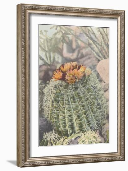 Flowering Barrel Cactus--Framed Art Print