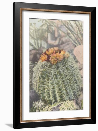 Flowering Barrel Cactus-null-Framed Art Print