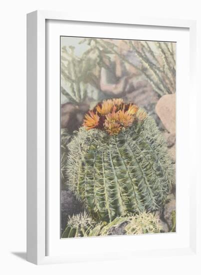 Flowering Barrel Cactus-null-Framed Art Print