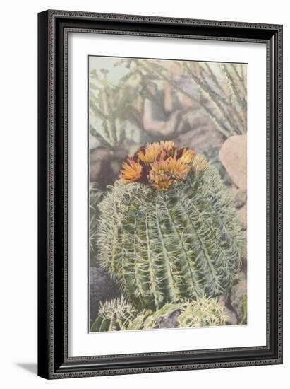 Flowering Barrel Cactus-null-Framed Art Print