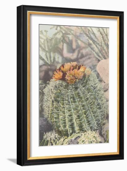 Flowering Barrel Cactus-null-Framed Art Print