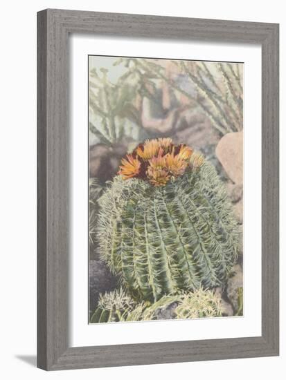 Flowering Barrel Cactus-null-Framed Premium Giclee Print