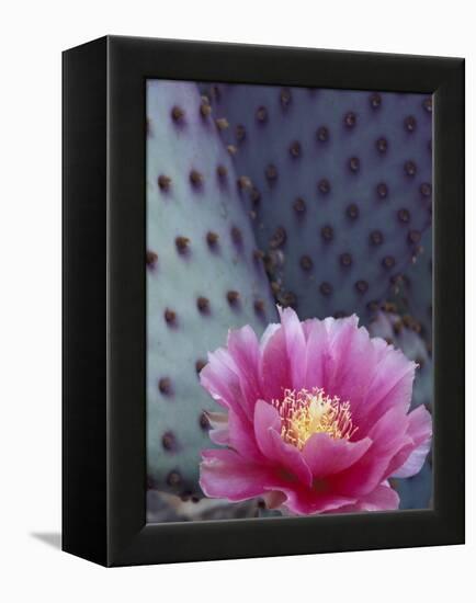 Flowering Beavertail Cactus, Arizona-Sonora Desert Museum, Arizona, USA-Jamie & Judy Wild-Framed Premier Image Canvas